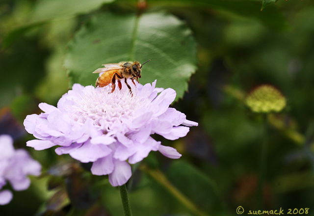Another bee