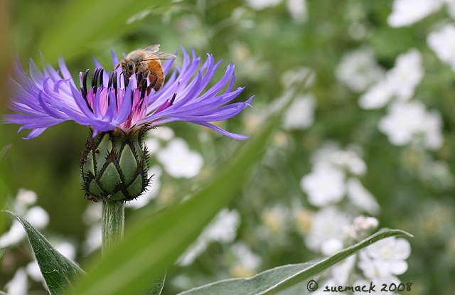 Bee 