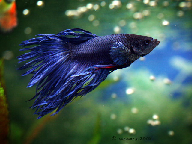 9.12.08 Life in the fish tank