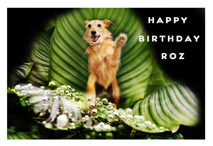 happy-bthday-roz.jpg