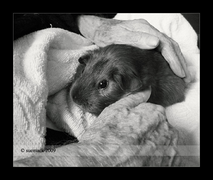 Zippi, rest home visitor