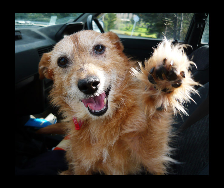 Bailey says Hi