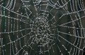 spider web.jpg