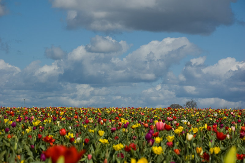 tulip field.jpg