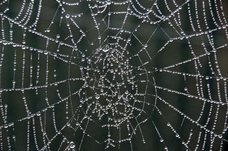 spider web.jpg