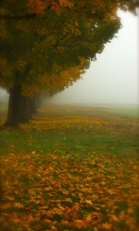 foggy morning.jpg