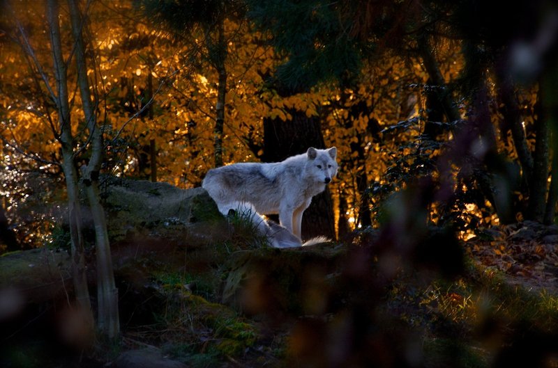 wolves 2.jpg