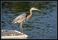 heron.jpg