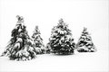 Snow Trees