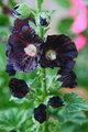 Black Hollyhocks