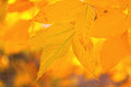 Bright Yellow Ash Leaves in Autumn Sunshine