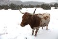 Longhorn cow in Snowstorm