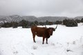 Longhorn cow in Snowstorm