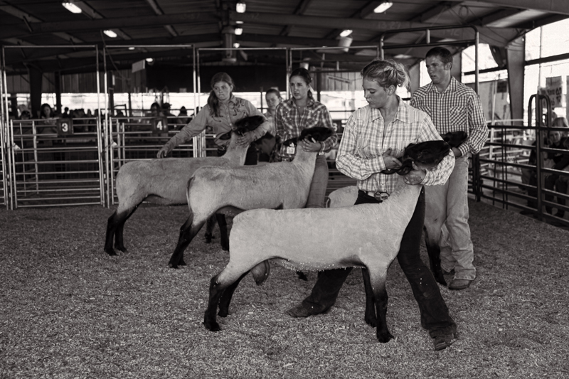 Showing Lambs