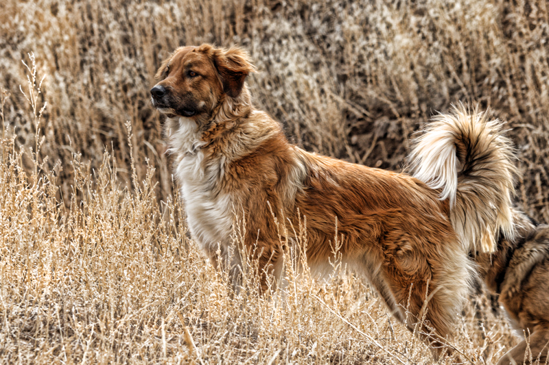 Chaco and Bear