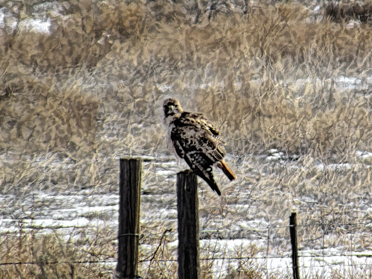 The Hawk