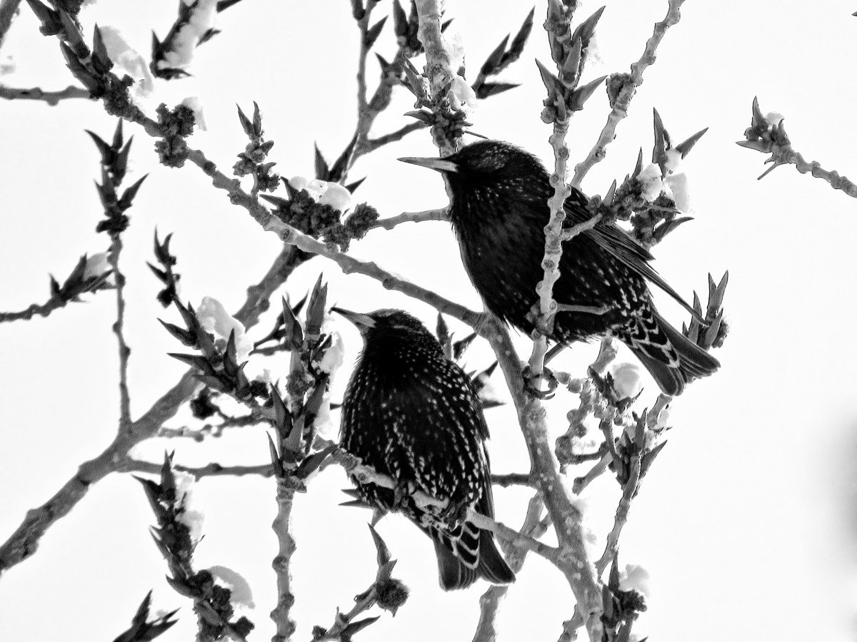 Grackles in Maple Tree