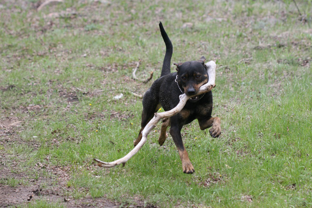 0522rundogIMG_0563.jpg