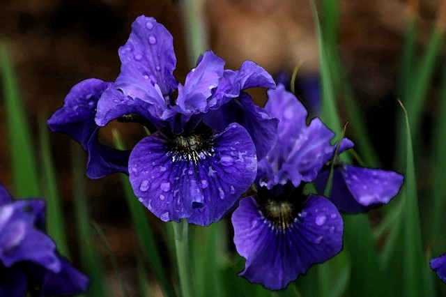 Watercolor Iris