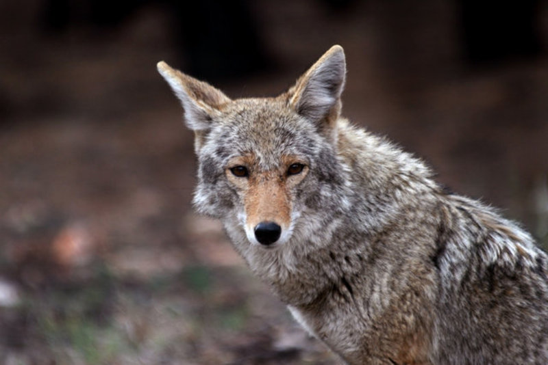 Coyote (Canis latrans)