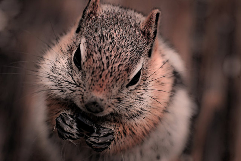 Ground Squirrel