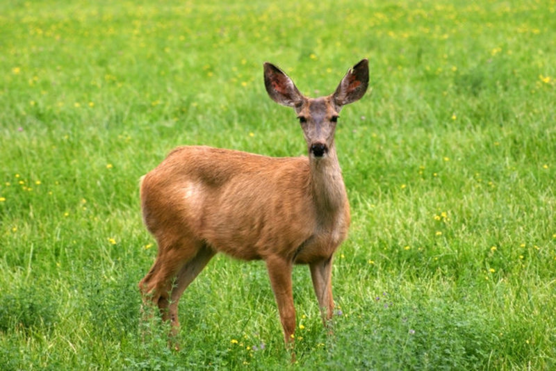 Mule Deer (Odocoileus hemionus)