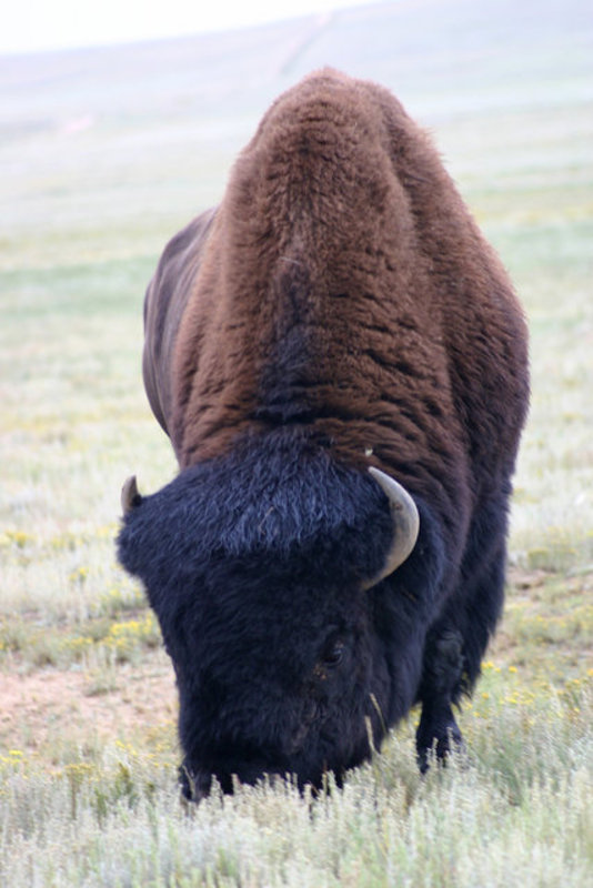 American Bison