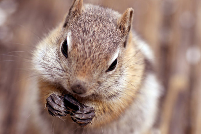 Golden Mantled Ground Squirrel