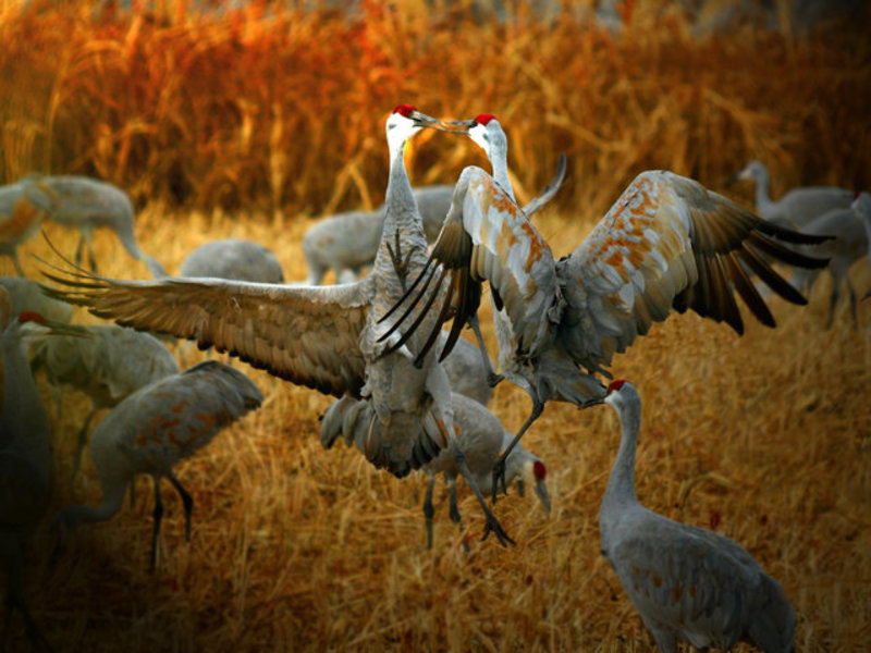 Fighting Cranes.jpg
