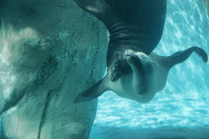 Underwater Bliss