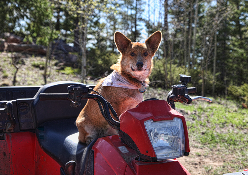 Easy Rider