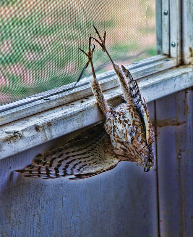 Sparrow Hawk