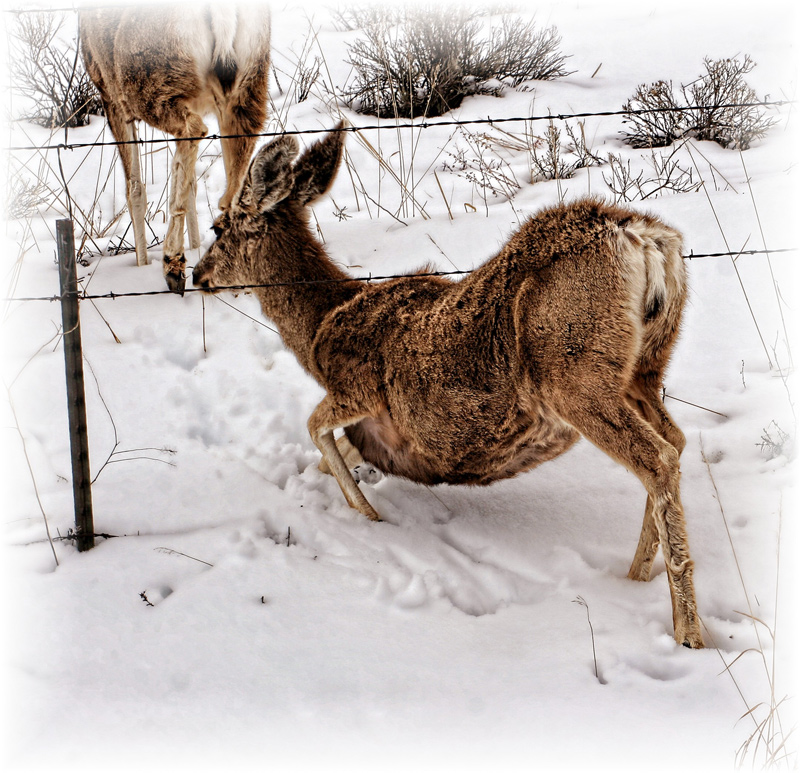Deer Crawling Under Fence