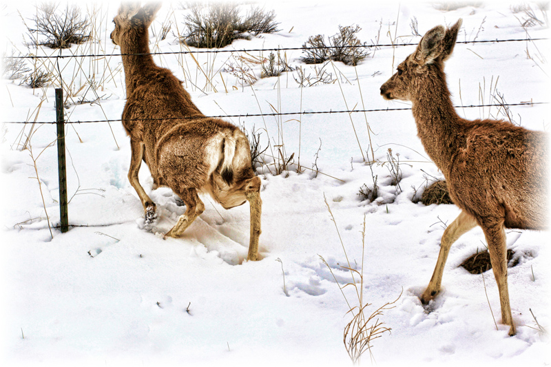 More-Deer-Under-Fence-Proje