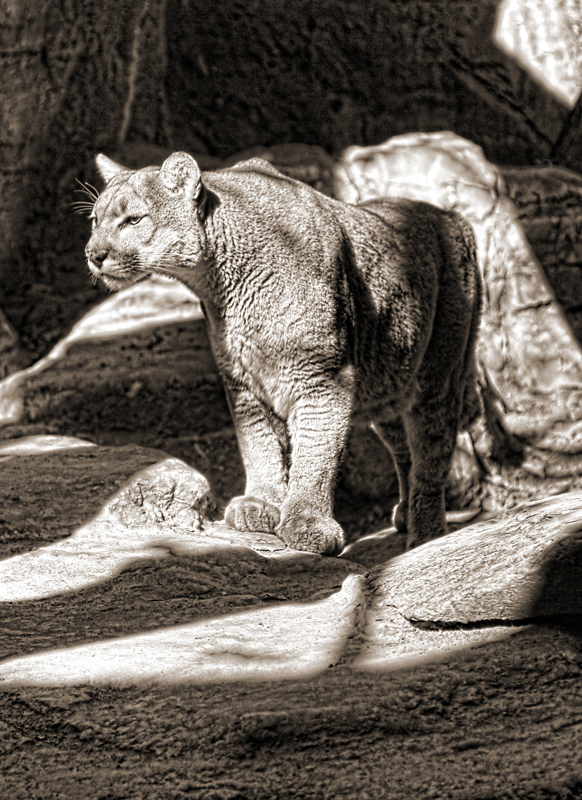 Cougar