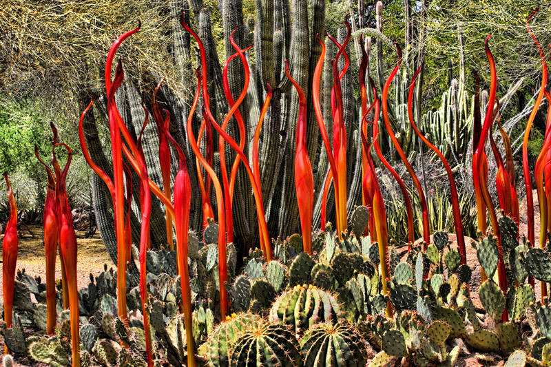 Cactus and Glass