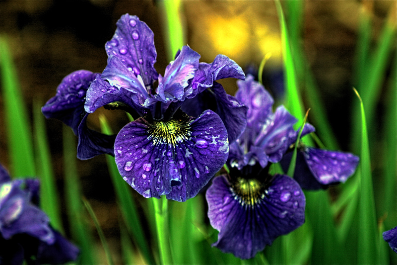 Iris