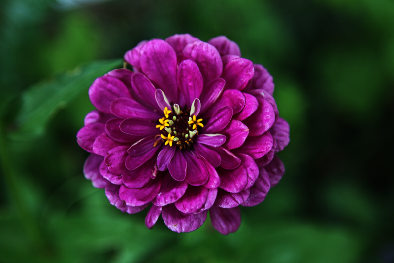 Floating Zinnia