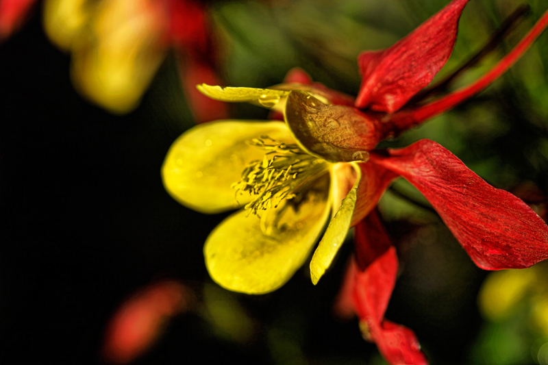 Red Columbine