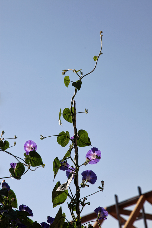 Reach for the Sky