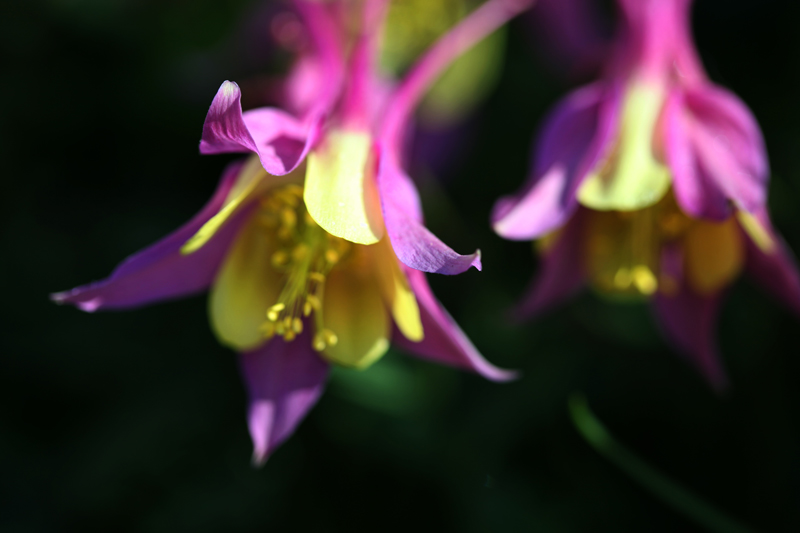 Soft Columbines