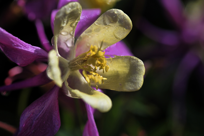 Dew Drop Columbine