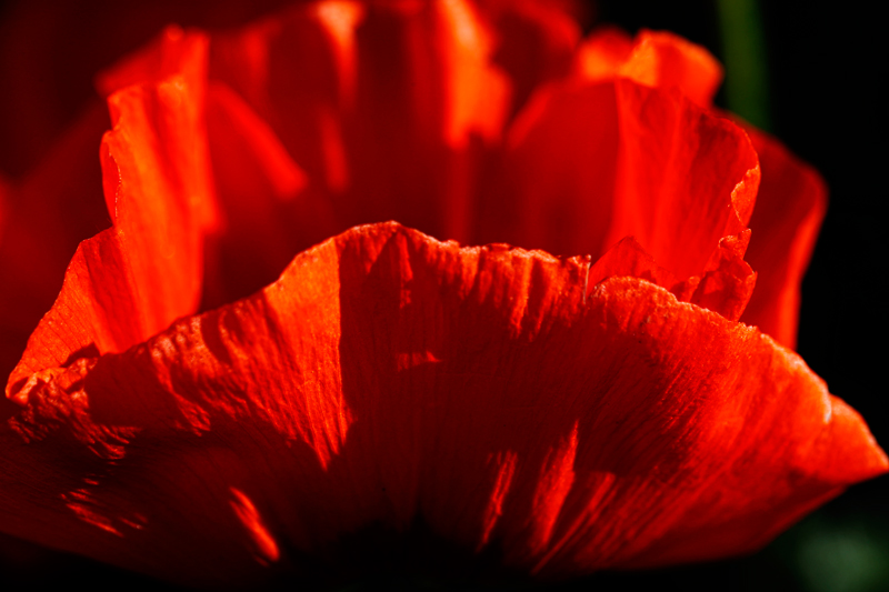 Fiery Poppy