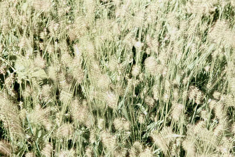 Windy Grasses