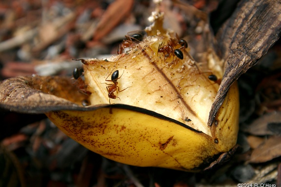 Decay