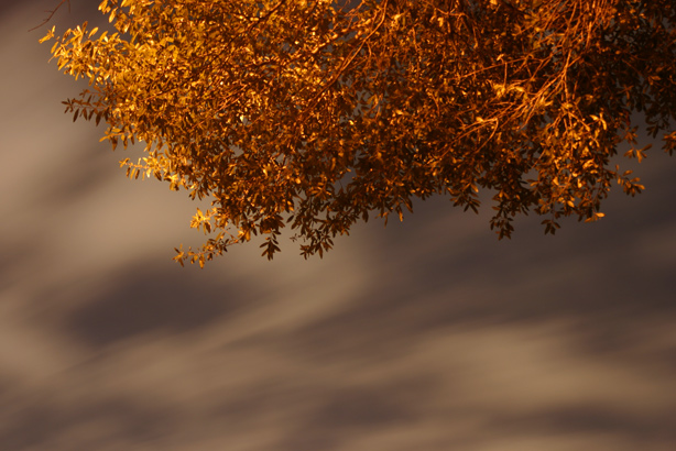 CRW_5559_RT8_EDIT.jpg
