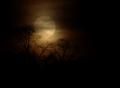 Spooky