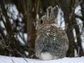 Colorado Easter Bunny