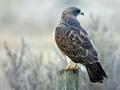 Hawk on a Post