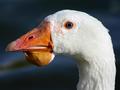 Sad Goose